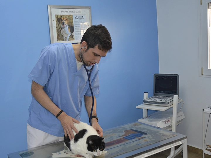 Médico examinando a un gato