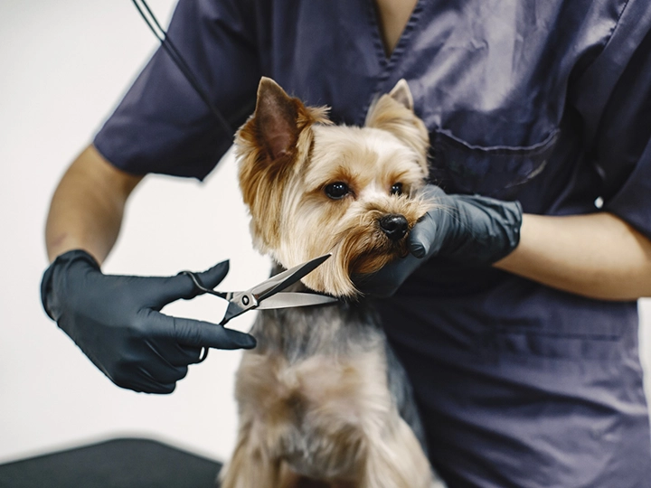 Mujer cortándole los bigotes a un perro