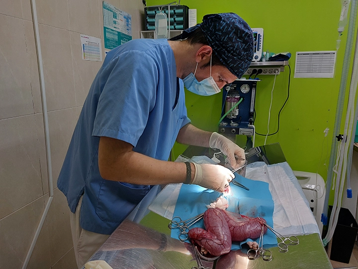 Médico veterinario en una sala de cirugía